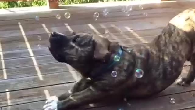 Music black puppy popping bubbles with its mouth