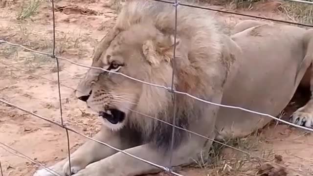 Lion King angry on people