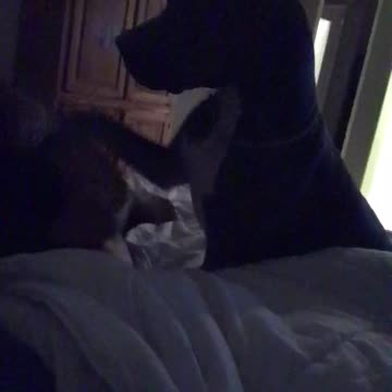 Cute video of a pitbull gently begging for a snack