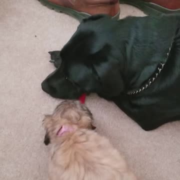 Shih Tzu pup vs Black lab