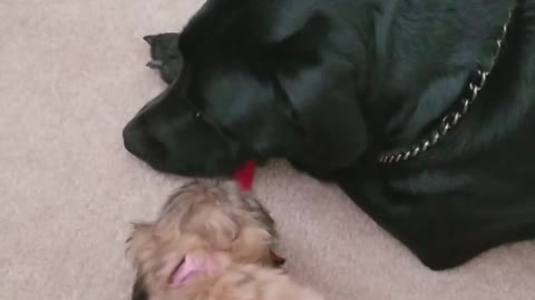 Shih Tzu pup vs Black lab