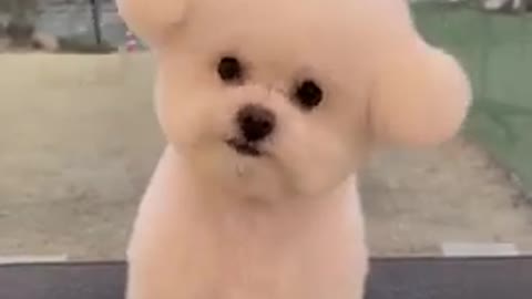 Cute dog