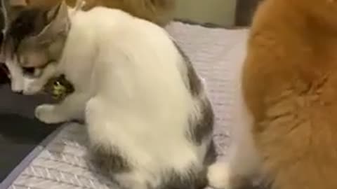 cats hilariously meeting