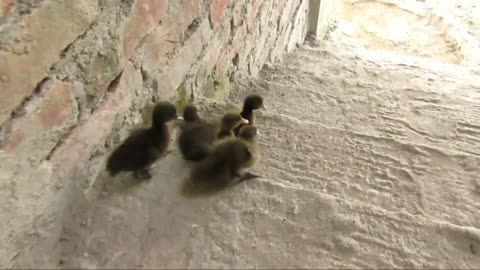 Funny baby duckling training