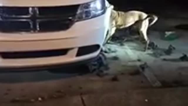 Frustrated Dog Tries To Bite The Bumper Off A Car After Chasing Some Cats