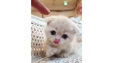 Baby cat play with fingers