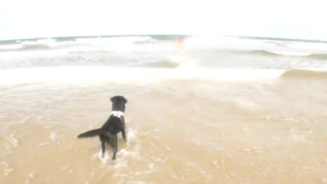 LABRADORS ON THE BEACH