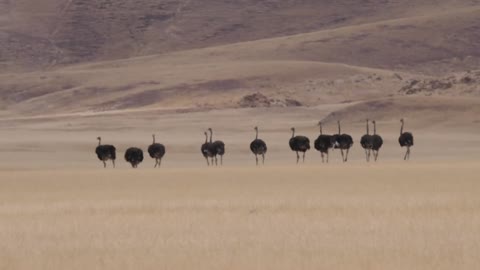 Herd of Ostrich running on a dry savanna