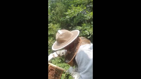 Bee hive inspect Hive 3 video on 7.26.24