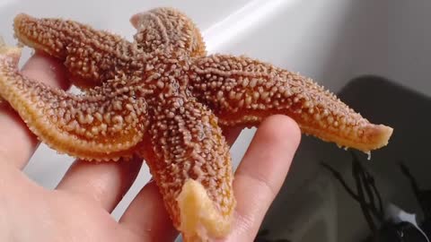 Sea Star Tube Feet