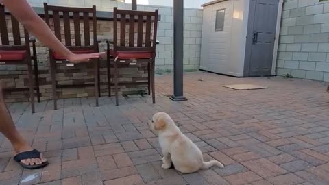 Labrador Puppy Learning and Performing Training Commands | Dog Showing All Training Skills