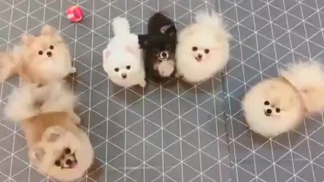 Cute dogs waiting for treats