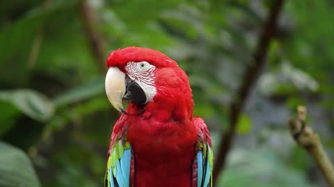 Parrots Majestic Birds