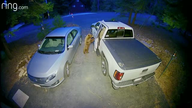 Bear Trying to Open a Car Door!