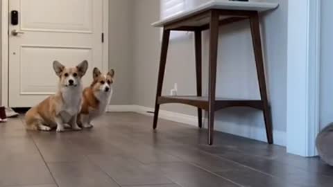 Corgi Preferences in style