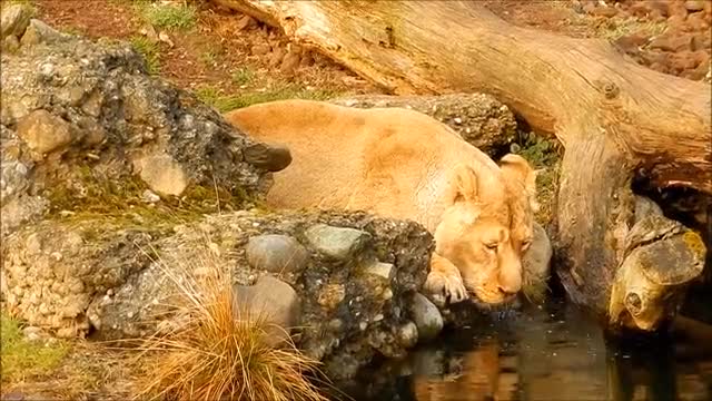 A lion drinking water