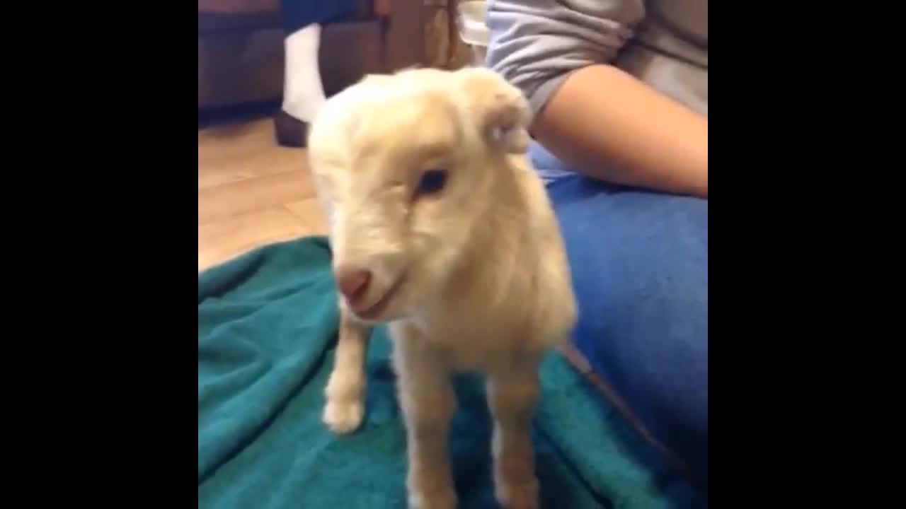 Funny catgoat 🐐