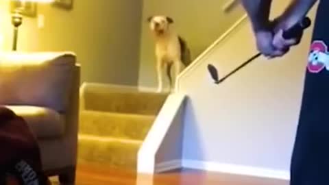 Funny Animal Video
