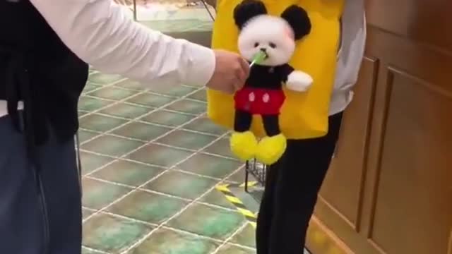 Funny video - Cute dog