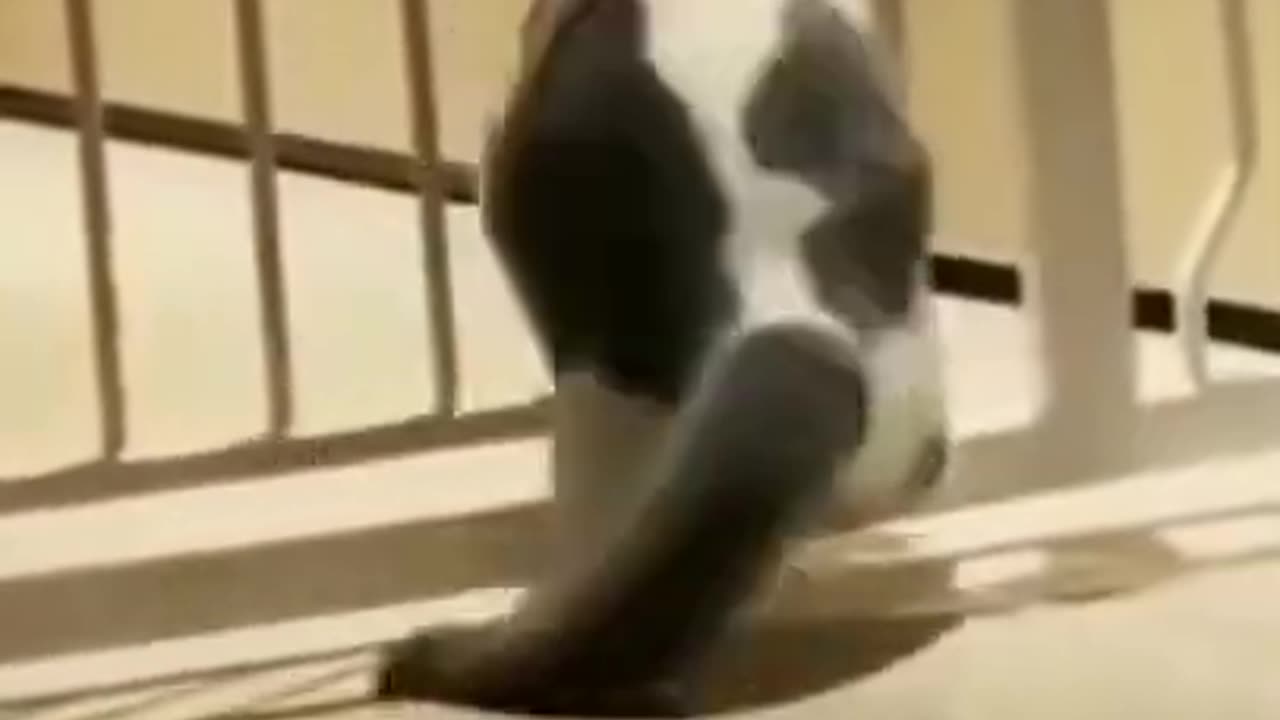FUNNY COMPILATION VIDEOS 6 | FUNNY ANIMAL COMPILATION |#SHORTS