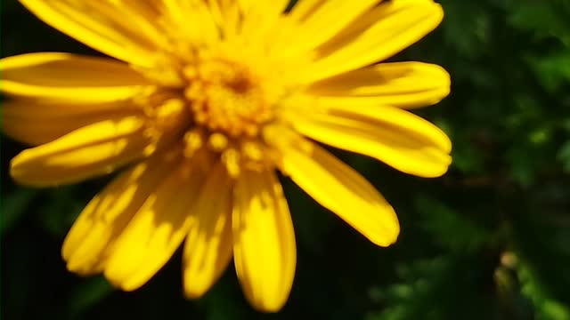 Common daisy plant #srilanka