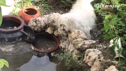 Dog barks viciously at turtle