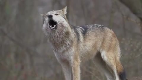 Far up the west rim of the canyon, a coyote yipped twic