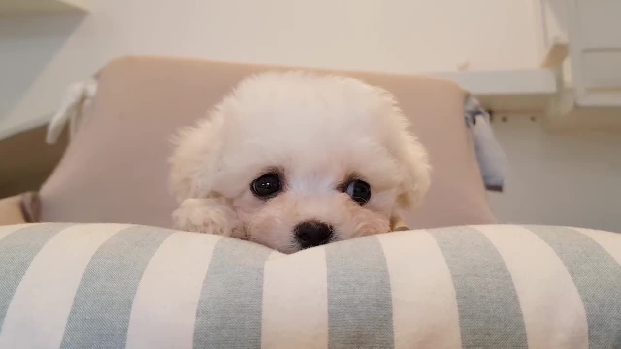 Cute puppy video 😍for puppy lover