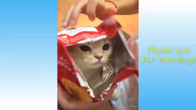 Animals Doing Things 😍 Funny Cat and Dog Videos Compilation