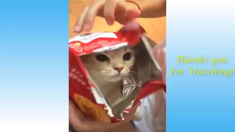 Animals Doing Things 😍 Funny Cat and Dog Videos Compilation