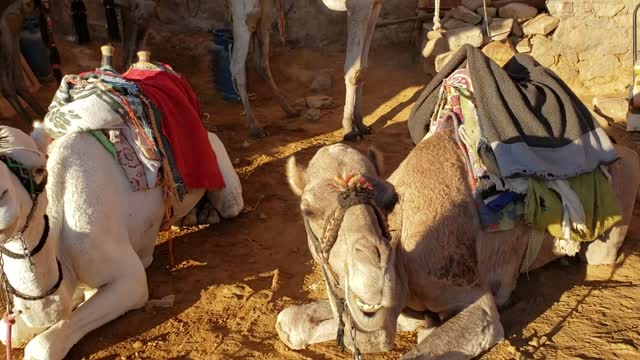 Bedouin homes