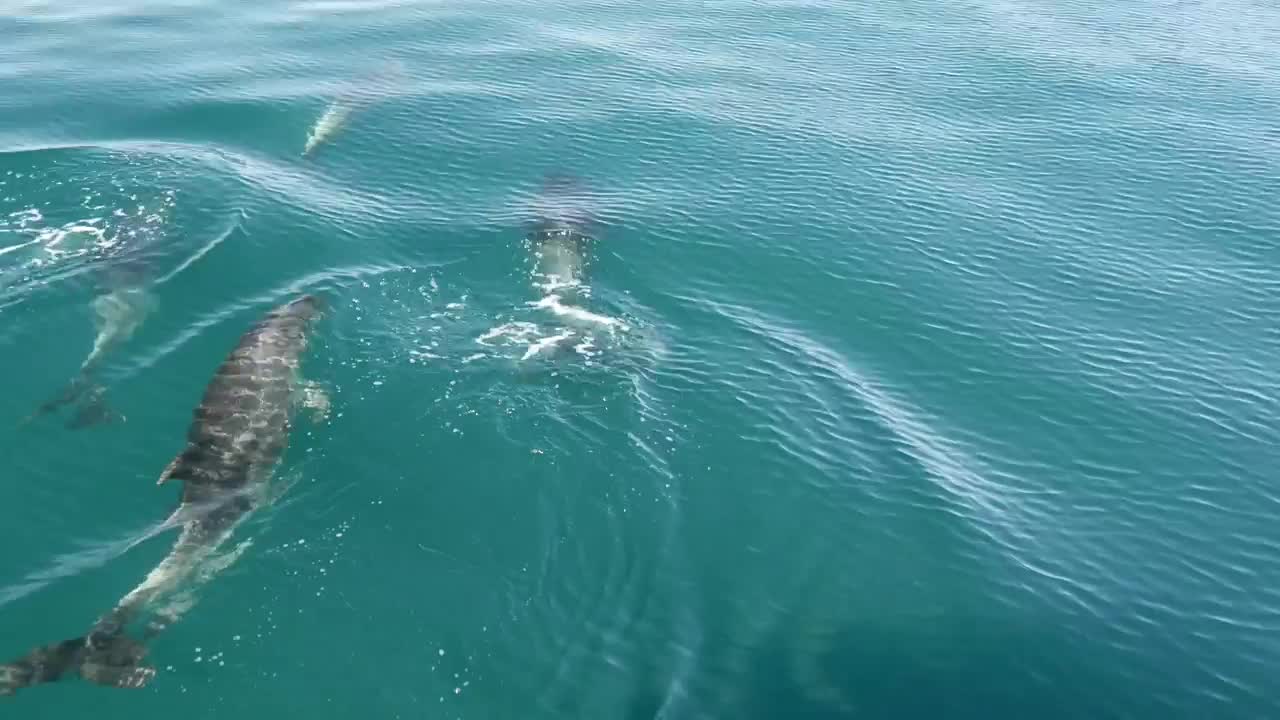 Dolphins swimming in the sea