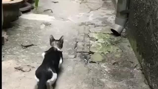 Catching the bird in 3 seconds