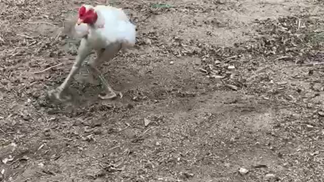The white chicken raised the scene
