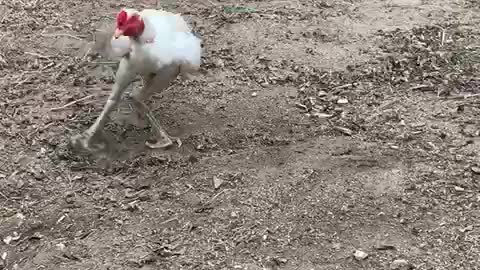 The white chicken raised the scene