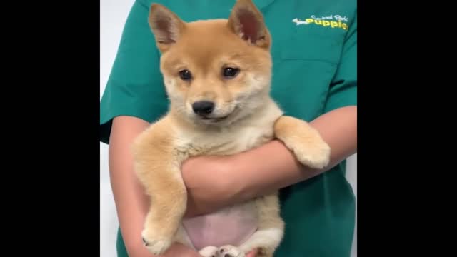 Cute and Funny Cat Dog