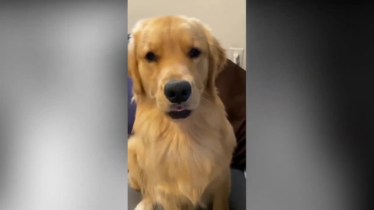 Golden Retriever lovers Cute & funny videos