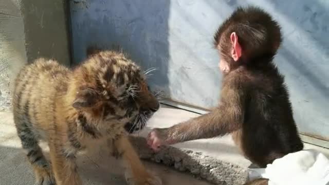 Little tiger fighting with little baboon