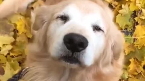 HAPPY DOG / TIK Tok