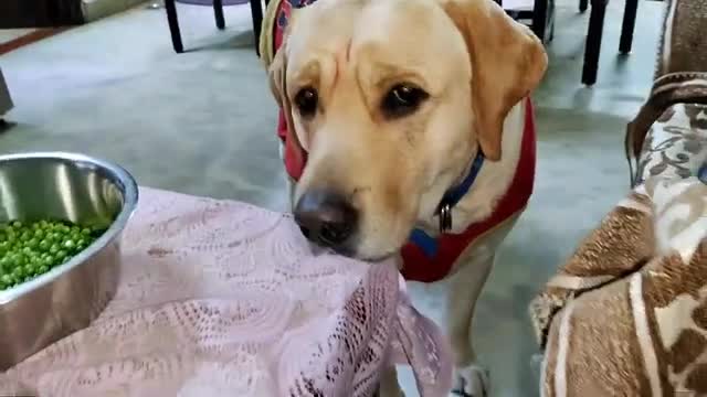 Tarastu Hai Nigahan VLOG BY Gatudii ❤ sorShy funny dog video