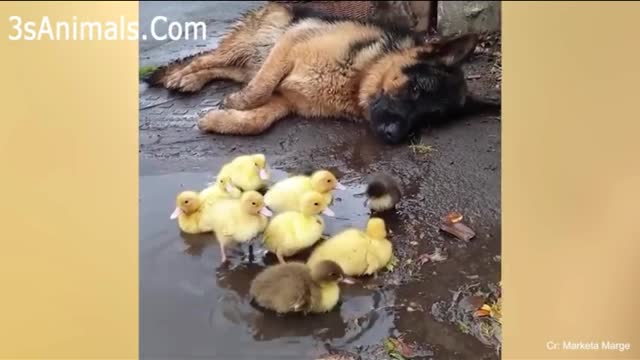 Rumble/Dogs & puppies.dog playing with little hen #dogsfunny #henfunny