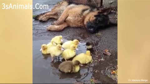 Rumble/Dogs & puppies.dog playing with little hen #dogsfunny #henfunny