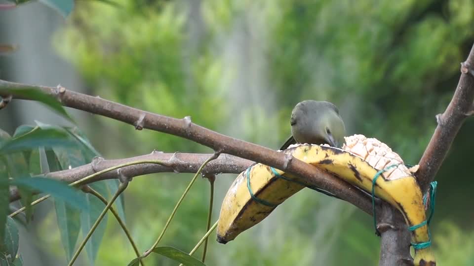 robin-bird-songbird-sitting-forest