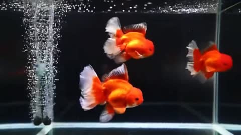 goldfish, Beautiful Goldfish