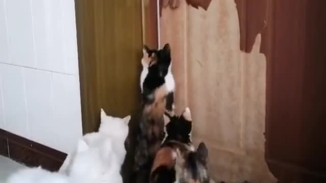Mission cat