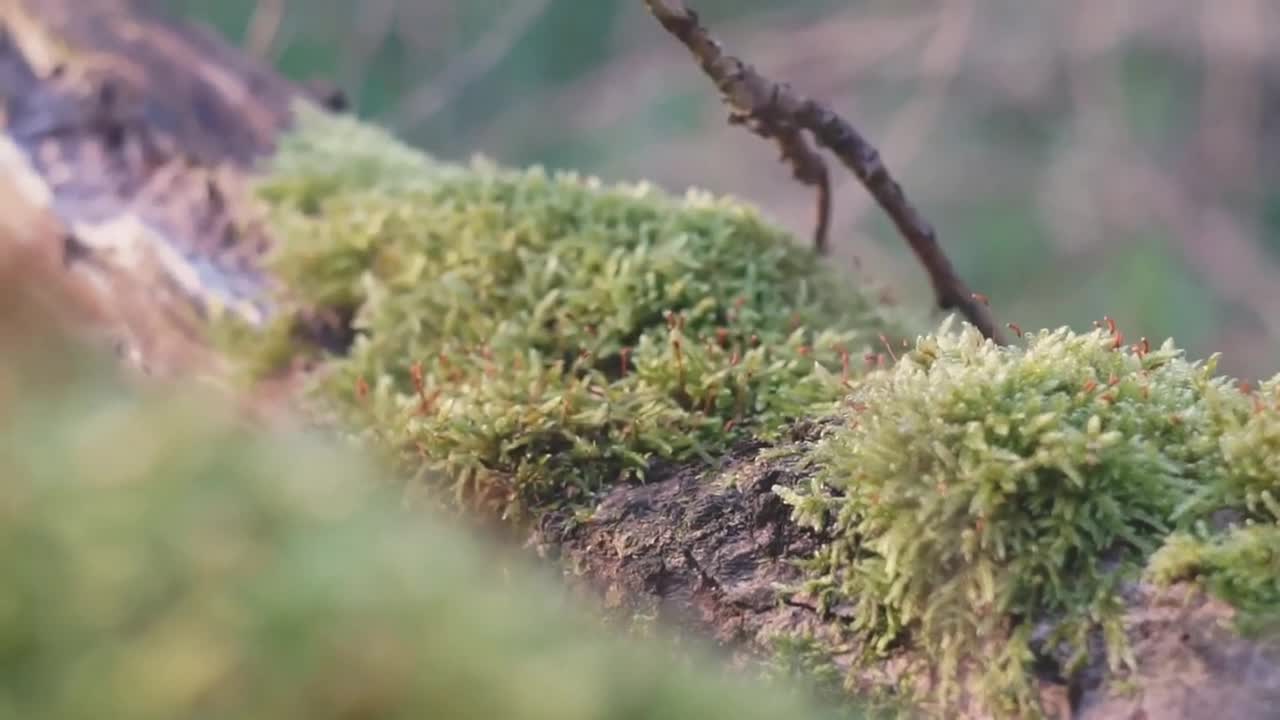 Relaxing Nature for Sound Sleep