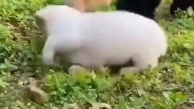 Enjoy/ puppy in field