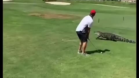 Playing golf in front of crocodiles