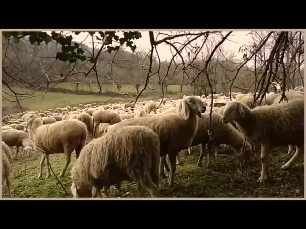 Jean-Sébastien Bach : Les moutons peuvent brouter en toute sécurité (arr. Egon Petri), par Gerald Mayr (piano)