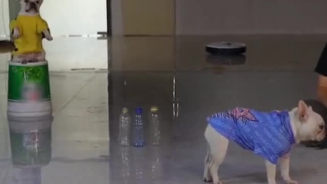 Cute puppies arranging bottles by own skills